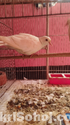 অস্ট্রেলিয়ান সাদা ঘুঘু